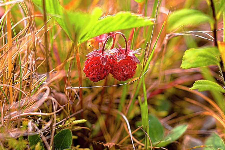 Wild Strawberries Photograph by Marty Saccone
