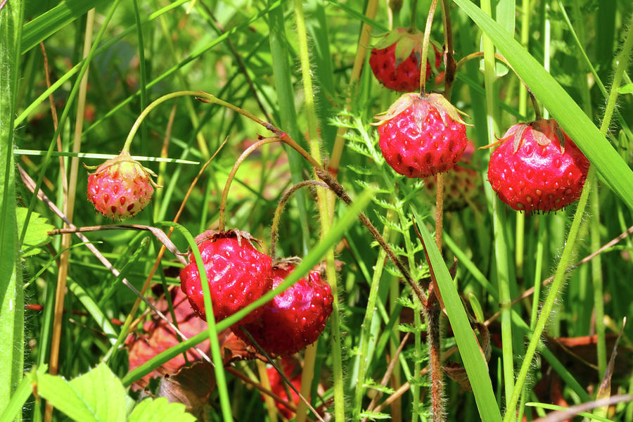 Wild Strawberry Close-up Photograph by Mikhail Kokhanchikov