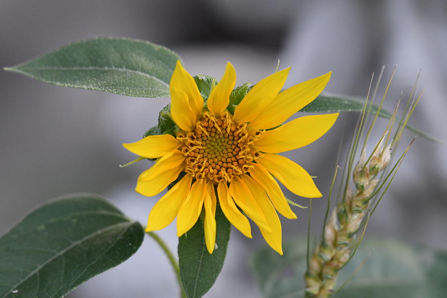 Wild Sunflower 1 Photograph by Shelley Smith - Fine Art America