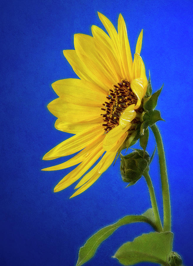 Wild Sunflower Blues 2 Photograph by John Rogers