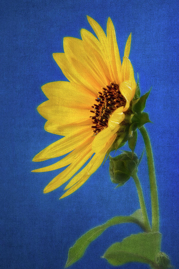 Wild Sunflower Blues 3 Photograph by John Rogers