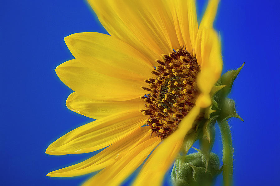 Wild Sunflower Blues Photograph by John Rogers