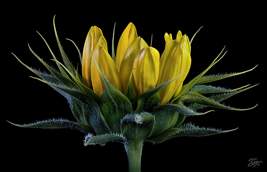 Wild Sunflower Bud Photograph by Endre Balogh