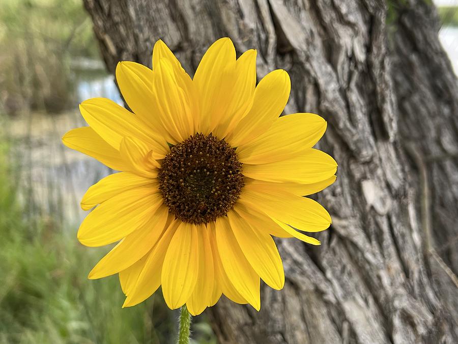 Wild Sunflower Photograph by Christy Pooschke