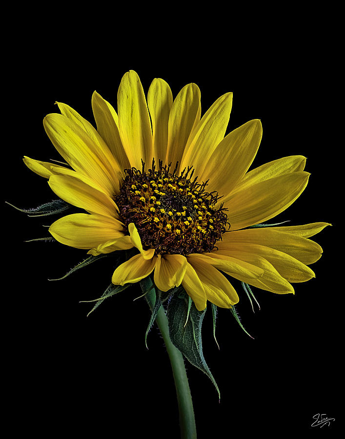Wild Sunflower Photograph by Endre Balogh