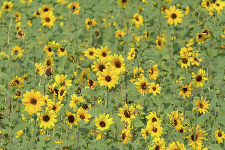 Wild Sunflower flield Photograph by Mike Fusaro