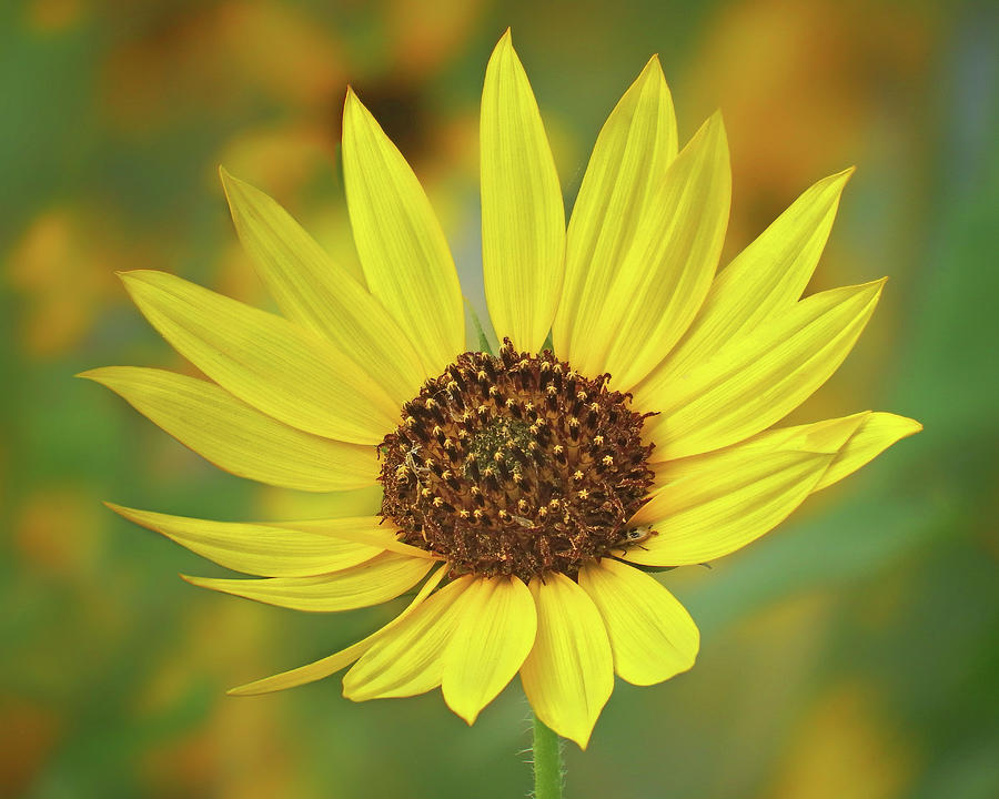 Wild Sunflower Photograph by Nikolyn McDonald