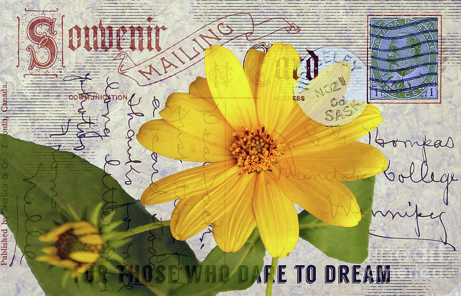 Wild Sunflower On Vintage Postcard Photograph by Nina Silver
