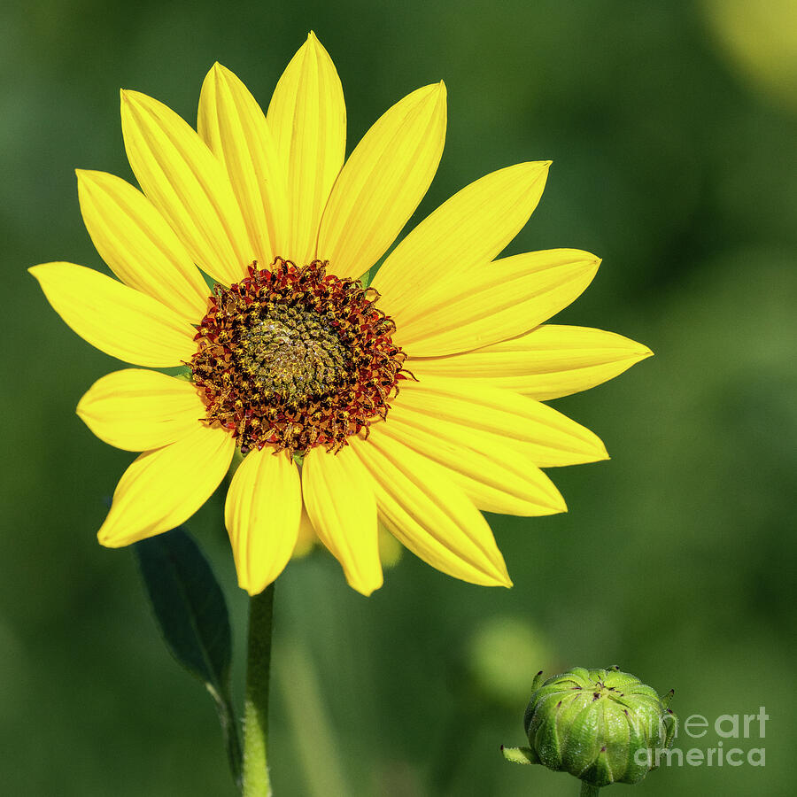 Wild Sunflower Square Photograph by Bee Creek Photography - Tod and ...