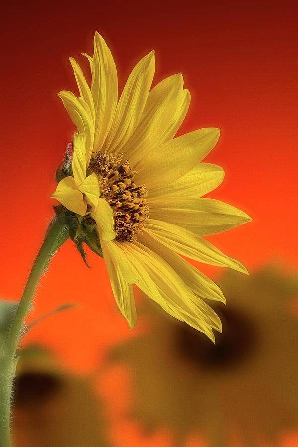 Wild Sunflower Sunset Photograph by John Rogers