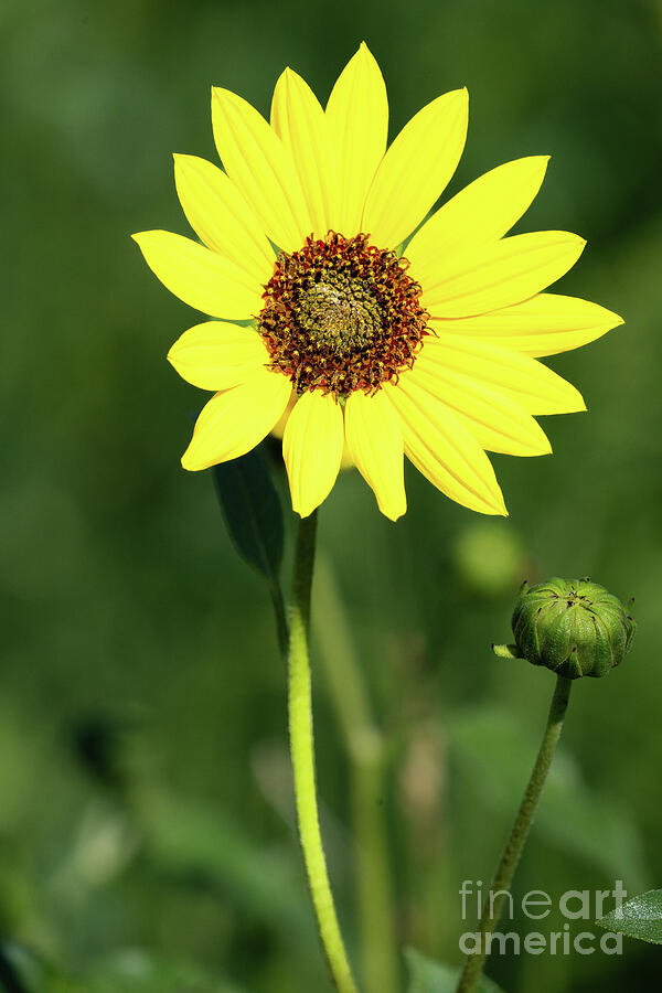 Wild Sunflower Vertical 2 Photograph by Bee Creek Photography - Tod and ...