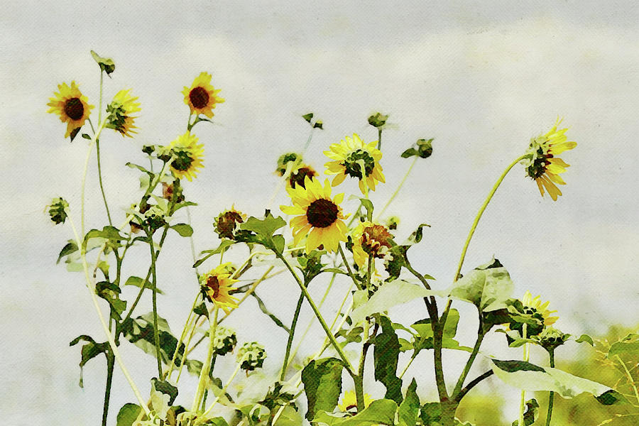 Wild Sunflowers on a Gray Day Digital Art by Gaby Ethington