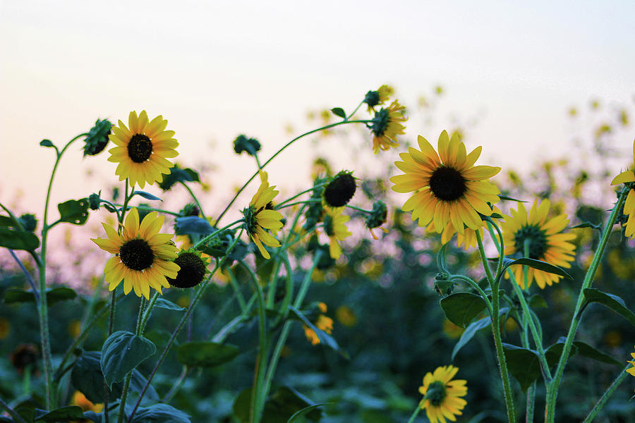 Wild Sunflowers Photograph by KC Hulsman