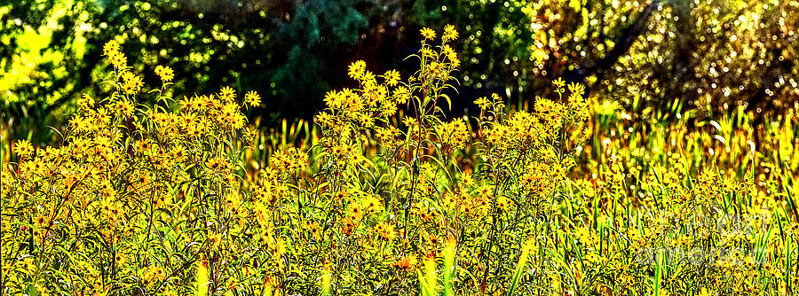  Wild Sunflowers Panoramic Follow The Sun Photograph by Tom Jelen