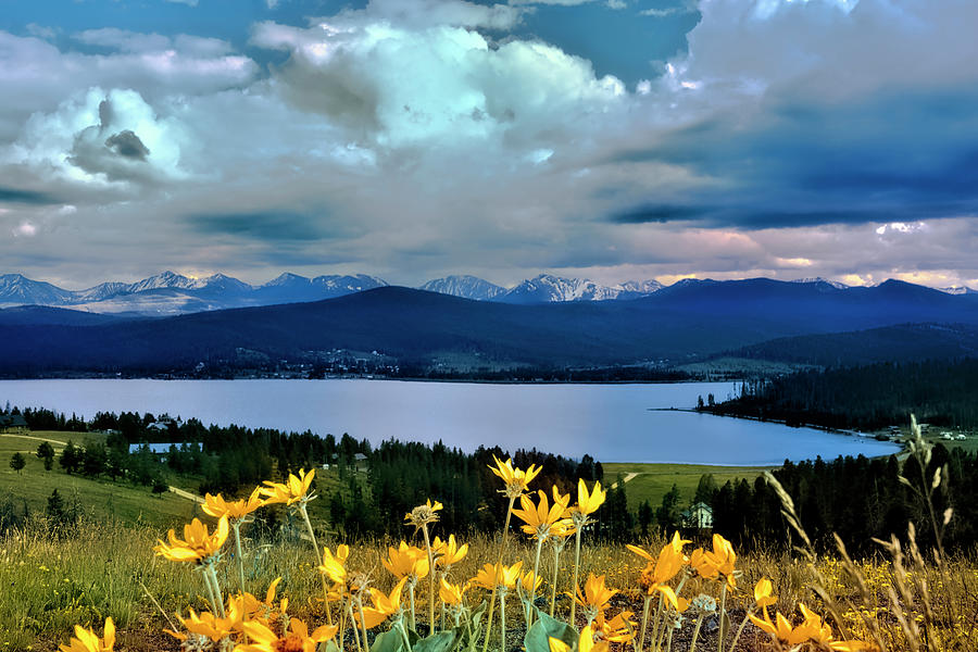 Mountain Photograph - Wild Sunflowers by Susi Stroud