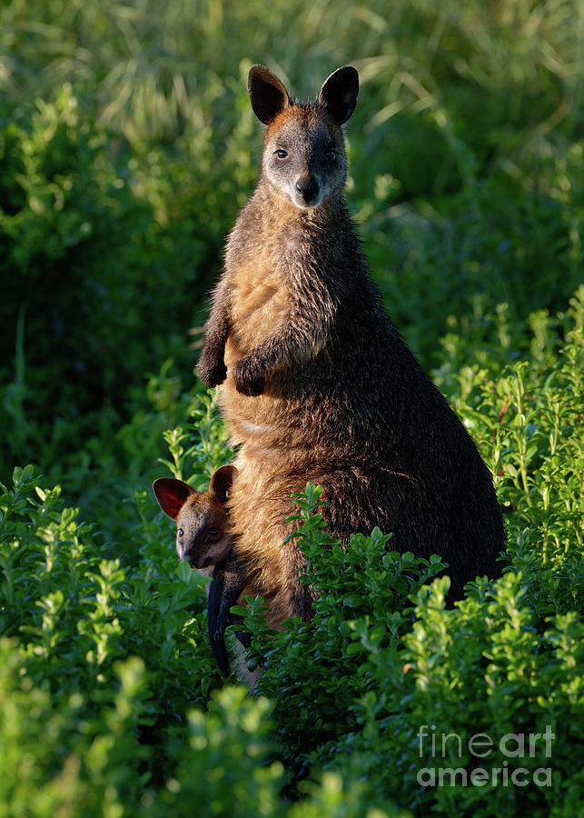 Wild Swamp Wallaby with Joey on Griffiths Island in Australia Photograph by Tom Schwabel