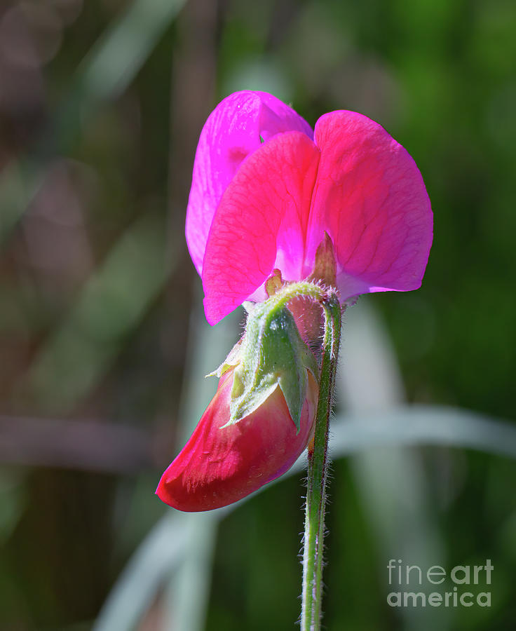 Wild Sweet Pea 3360 Photograph by Stephen Parker