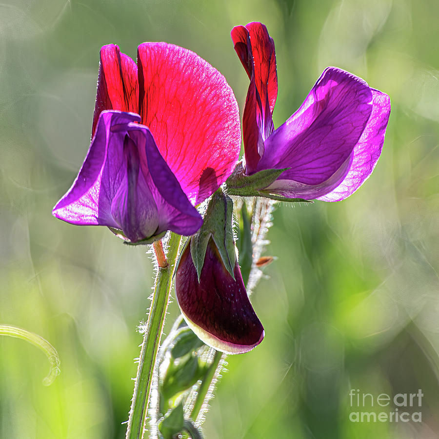 Wild Sweet Peas 3380-2 Photograph by Stephen Parker