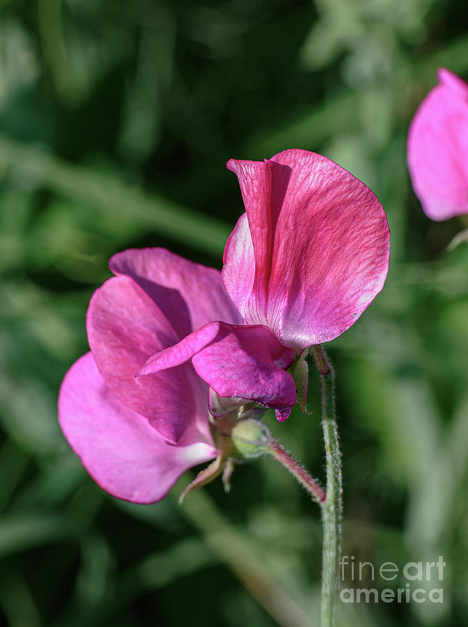 Wild Sweet Peas 3386 Photograph by Stephen Parker