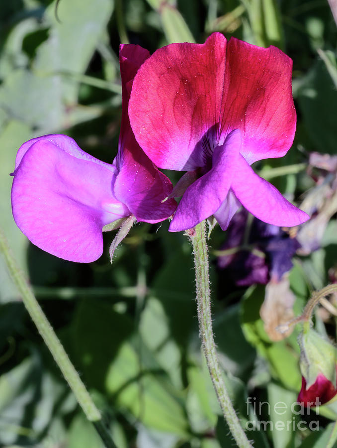 Wild Sweet Peas 3403 Photograph by Stephen Parker