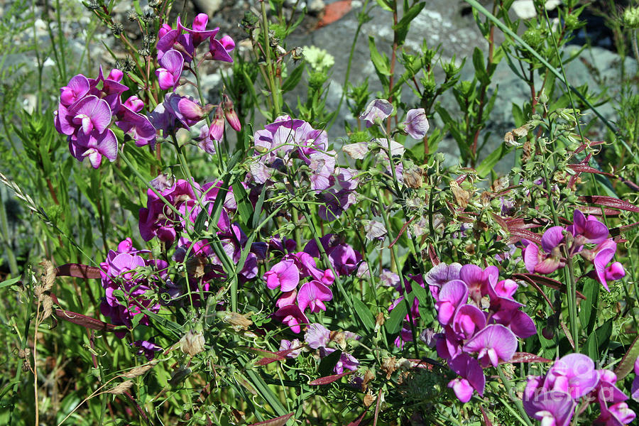 Wild Sweet Peas Photograph by Norma Appleton