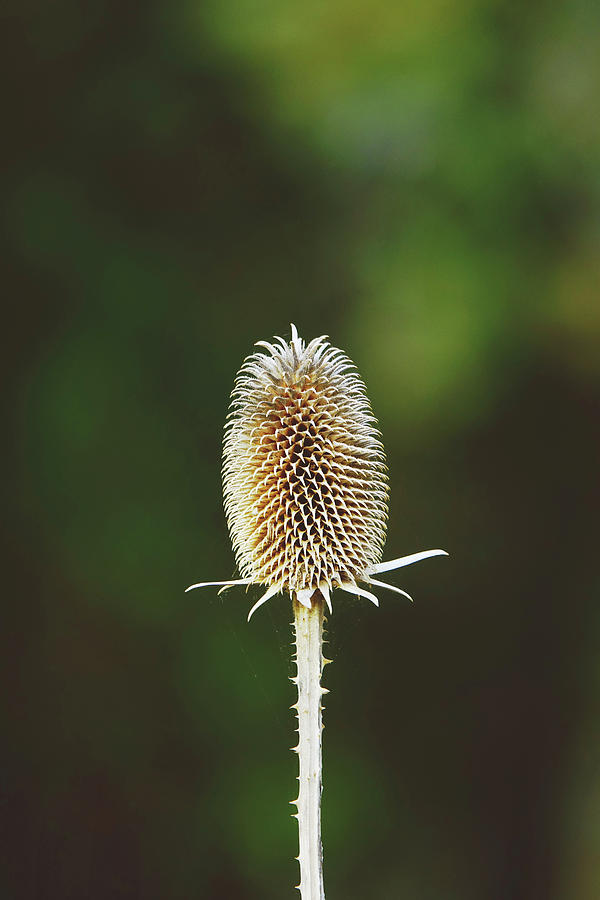 Wild Teasel - Natures Subtle Beauty Photograph by Carolina Reina