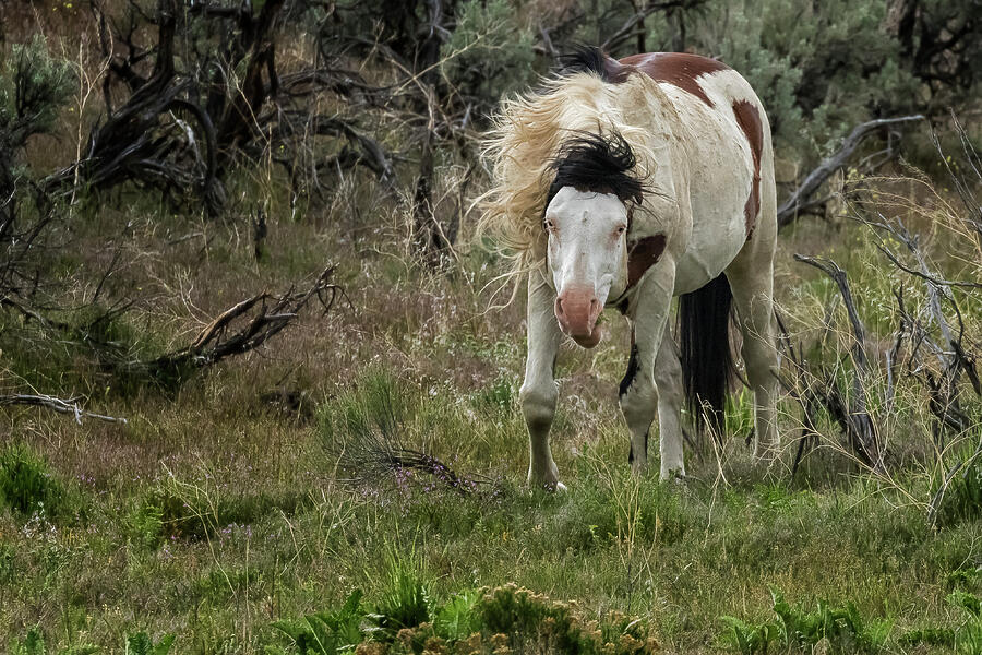 Wild Thing - South Steens Herd Photograph by Belinda Greb