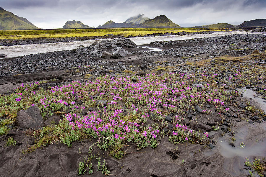 Wild Thyme, Landmannalaugar, Iceland Photograph by Phil Degginger ...