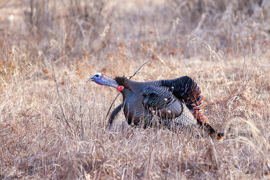 Wild Tom Turkey Photograph by Brook Burling
