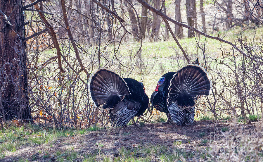 Wild Tom Turkeys Photograph by Shirley Dutchkowski