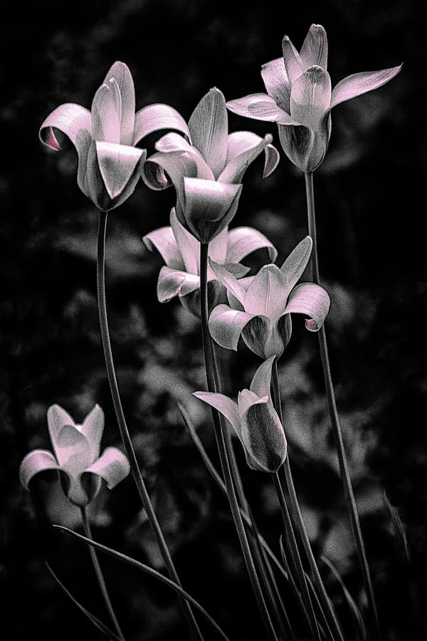 Wild Tulips Photograph