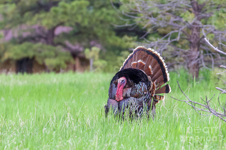 Wild Turkey #4 Photograph by Shirley Dutchkowski
