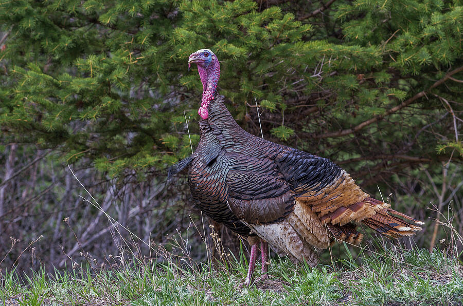 Wild Turkey - 5782 Photograph by Jerry Owens