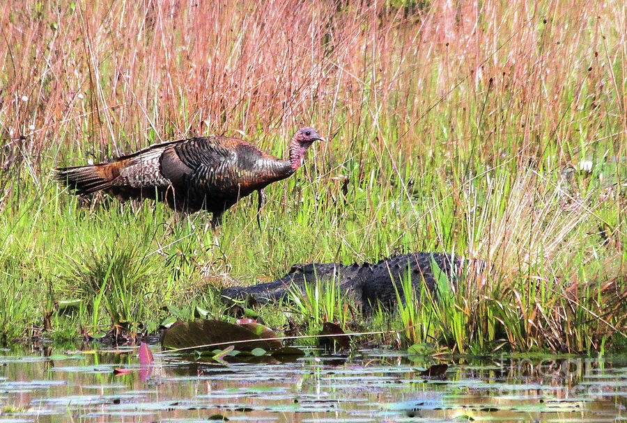 Wild Turkey and Gator Photograph by Scott Moore