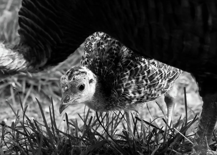 Wild Turkey Baby Photograph by Bob Orsillo