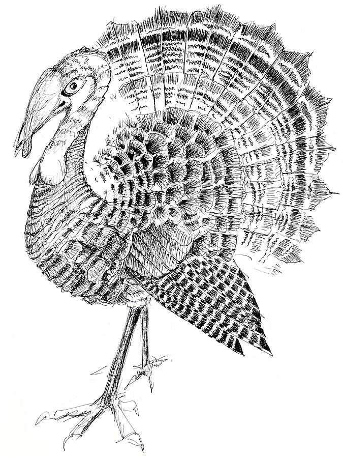 Wild Turkey Drawing by Barbara Richert - Fine Art America