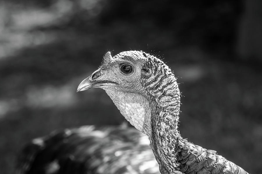 Wild Turkey Photograph by Bob Orsillo
