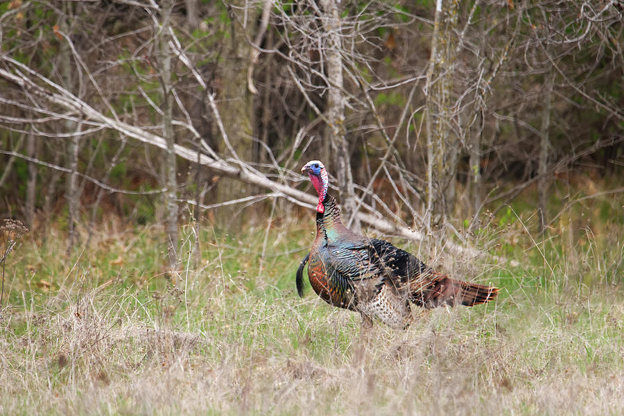 Wild Turkey Photograph by Brook Burling