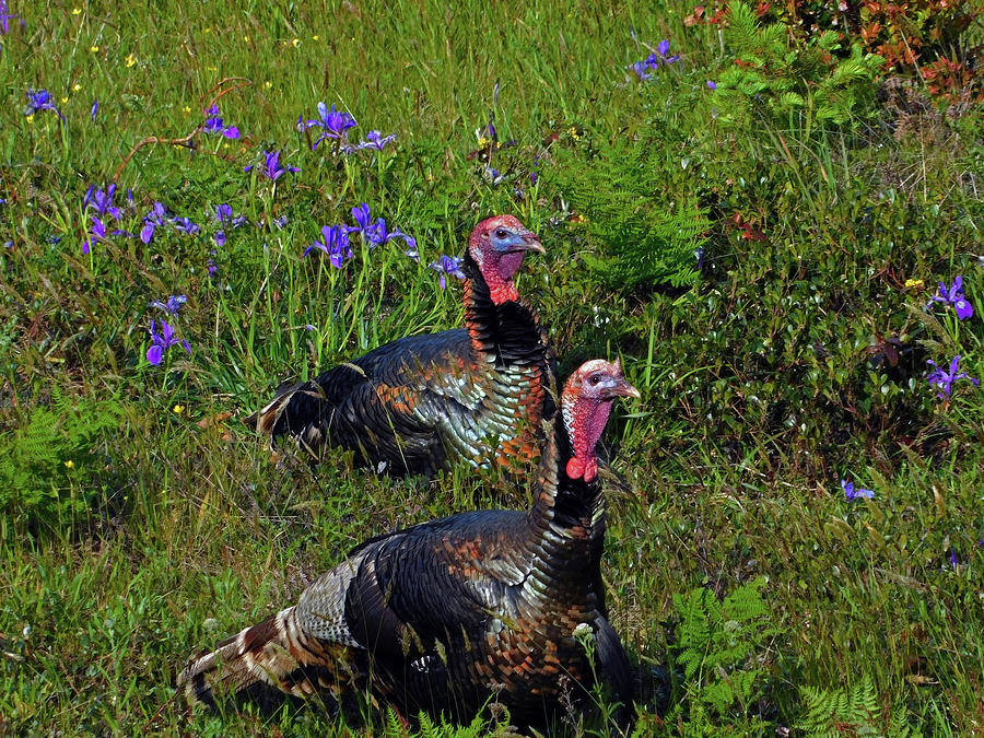 Wild Turkey Photograph by Carl Moore