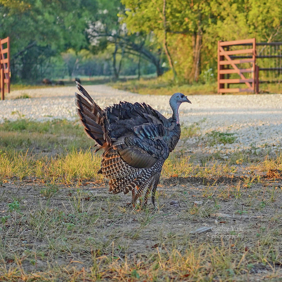 Wild Turkey Photograph by Cathy Valle