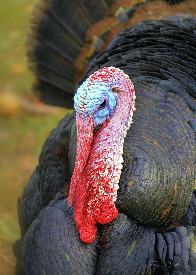 Wild Turkey Photograph by Fran J Scott
