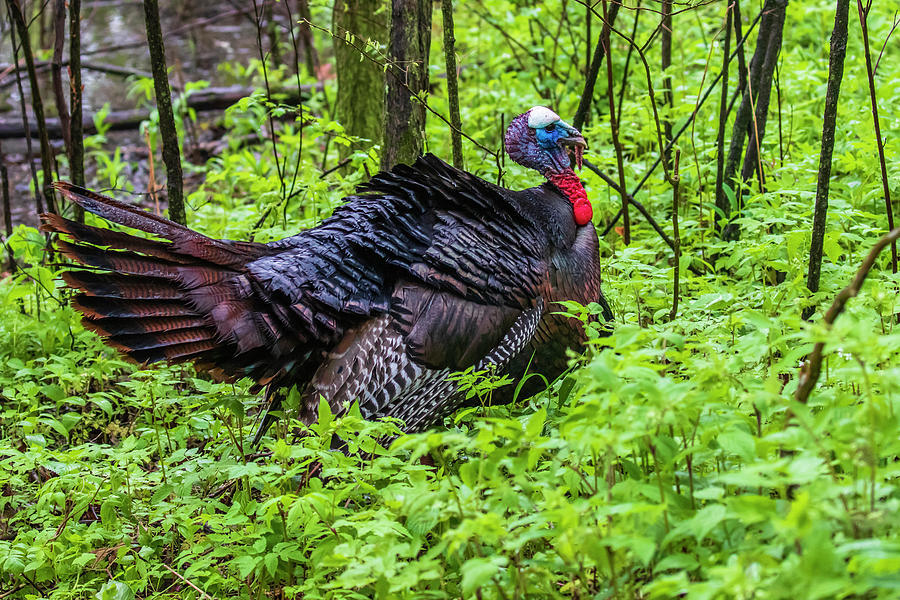 Wild Turkey Photograph by Gary Hall