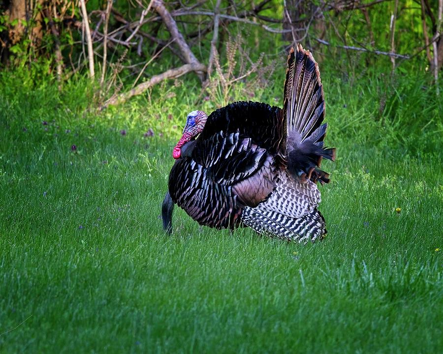 Wild Turkey Gobbler displaying during mating season Photograph by Ronald Lutz