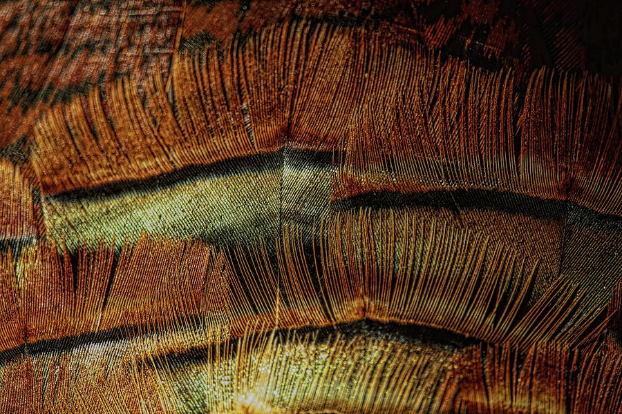 Wild Turkey Gobbler Feather Abstract Photograph by Dale Kauzlaric