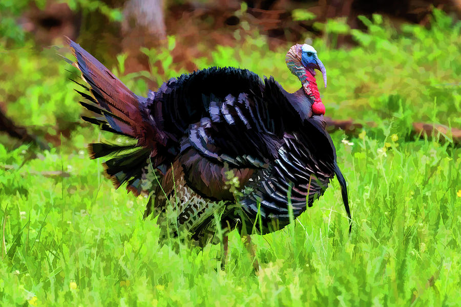 Wild turkey gobbler in a fiield showing off his wattle    paintography Photograph by Dan Friend