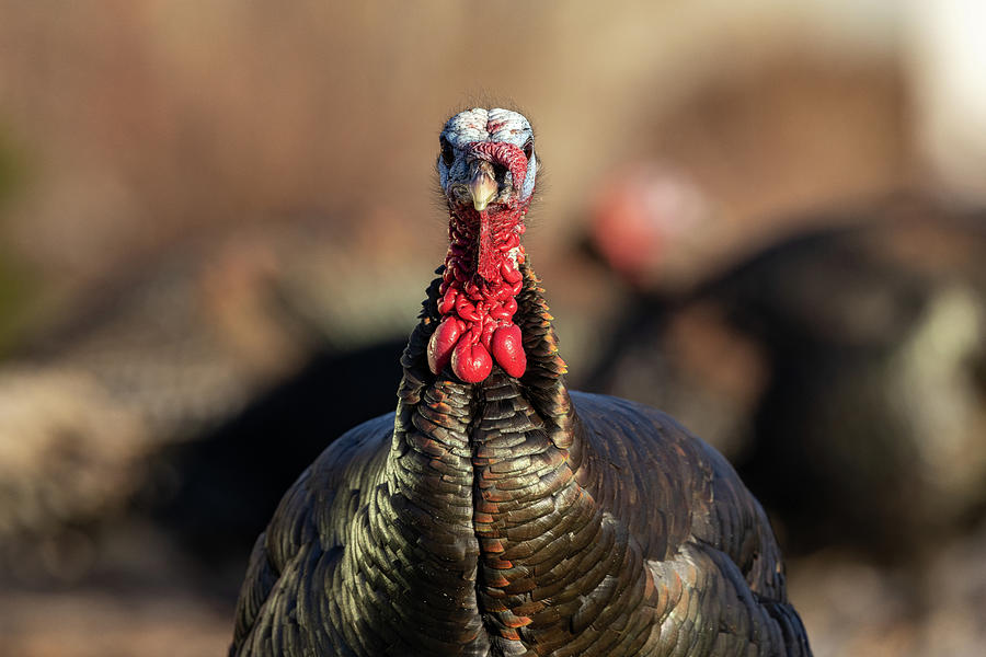 Wild Turkey Goes Head On and Gets Serious Photograph by Tony Hake