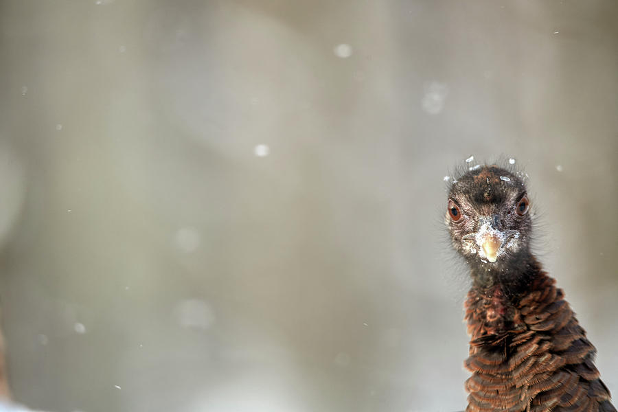 Wild Turkey In Snowstorm Photograph by Paul Freidlund