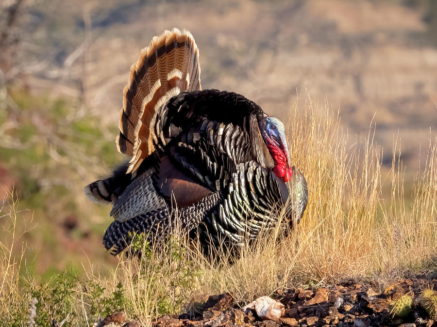 Wild Turkey  Photograph by Jack Bell