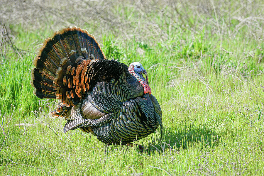 Wild Turkey Photograph by Joan Baker