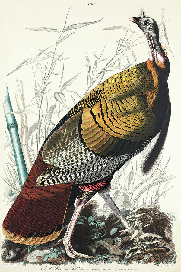 Wild Turkey. John James Audubon Mixed Media by World Art Collective